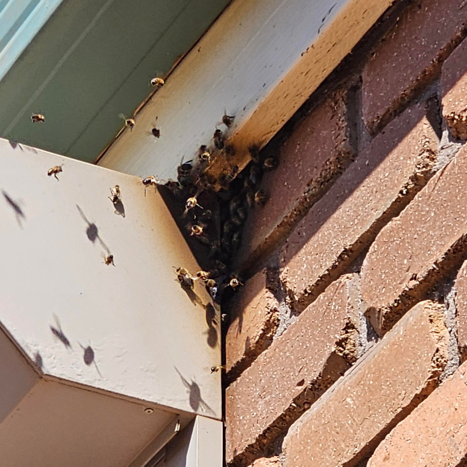 Swarm photo